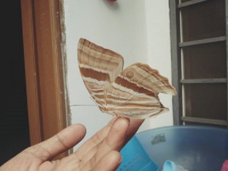 Ý nghĩa của bướm xám khi bay vào nhà